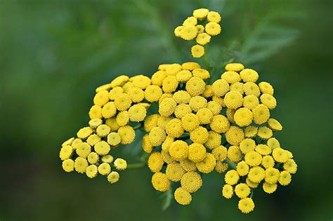 Den'sphotogallery: New hampshire Wildflowers In F-2.8