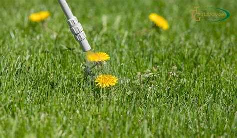 Effective Weed Control for Pristine Bermuda Grass Lawn