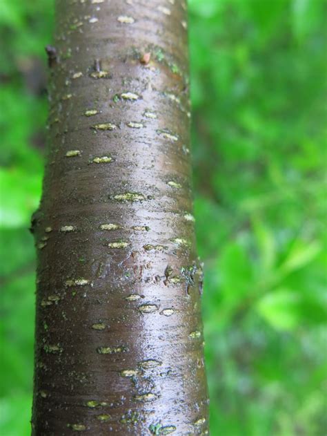 Plant Profile: Wild Cherry Bark | Cherry bark, Tree identification, Ginseng plant