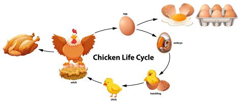 Science of Chicken Life Cycle 295275 Vector Art at Vecteezy