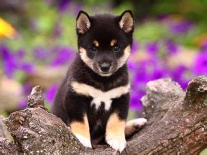 Black And Tan Shiba Inu Facts And Information - My First Shiba Inu