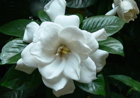 Gardenia at Magnolia Plantation, SC | In an area of no sun I… | Flickr