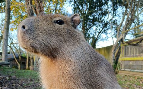 Beaver & Capybara Close Encounter | Beaver Feeding Experience UK ...