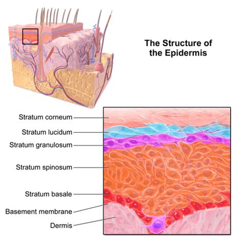 Pacific Medical Training - Integumentary system