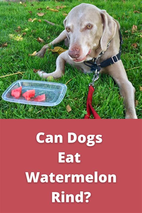 Can Dogs Eat Watermelon Rind?