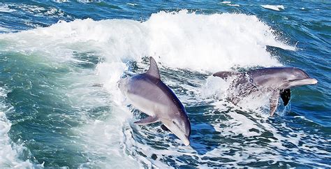 Dolphins Jumping Photograph by Aimee L Maher ALM GALLERY