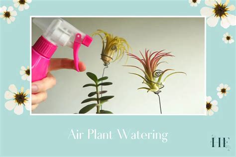 Air Plant Watering Guide - How to Water and Mist Tillandsias