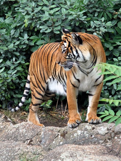 File:Panthera tigris corbetti 02.jpg - Wikimedia Commons