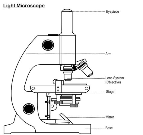 Simple Microscope - Definition, Structure and Applications