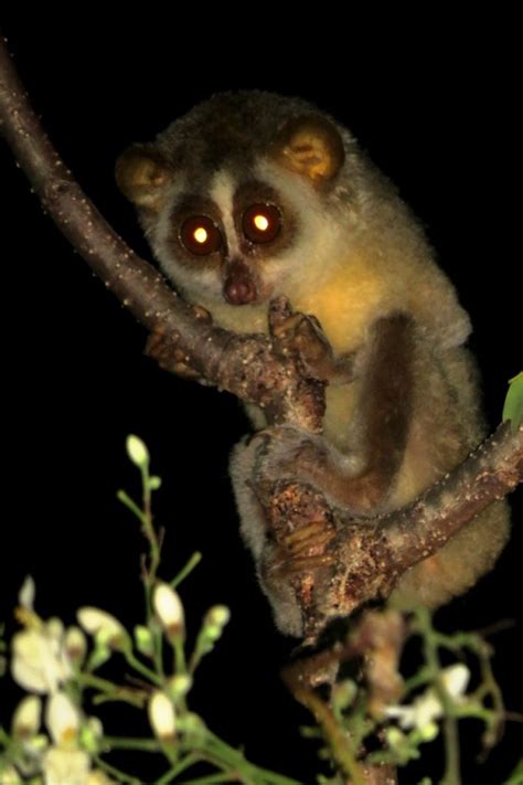 Taxonomy Loris (Lorisidae) - Observation.org