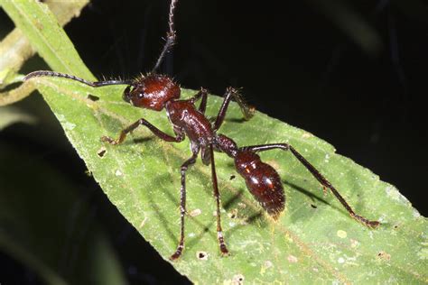 Just How Dangerous Is the Bullet Ant? - My Animals