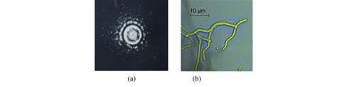 Morphology of actinomycetes BCy (a) macrosopicmorphology (b ...