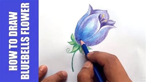 How to draw bluebells flower for kids - YouTube