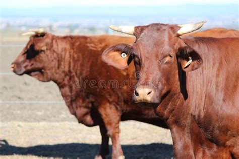 Santa Gertrudis Cattle stock photo. Image of cattle, cows - 42123228