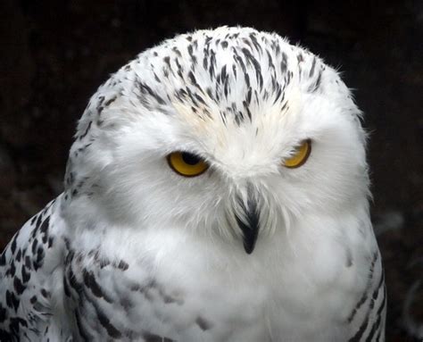 Snowy Owl at Small Breeds Farm and Owl... © Christine Matthews cc-by-sa/2.0 :: Geograph Britain ...