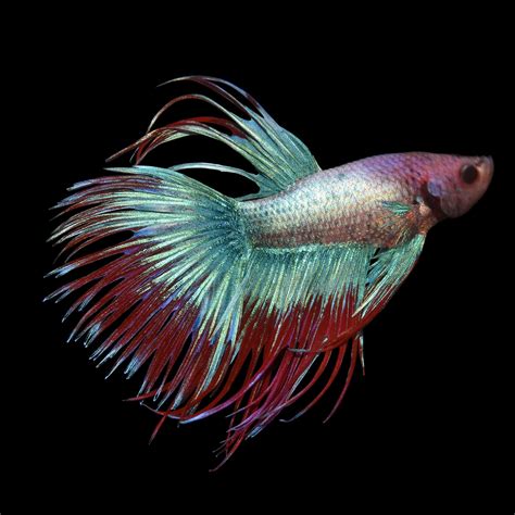 Male Crowntail Betta | Petco