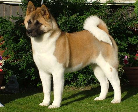 akita :3 | Akita dog, Best guard dogs, Japanese akita