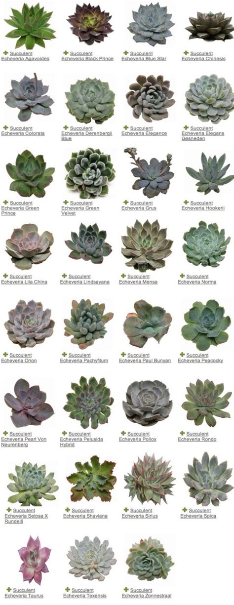 Succulents Names And Images