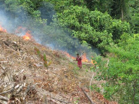 Deforestation in Philippines - Climate Change