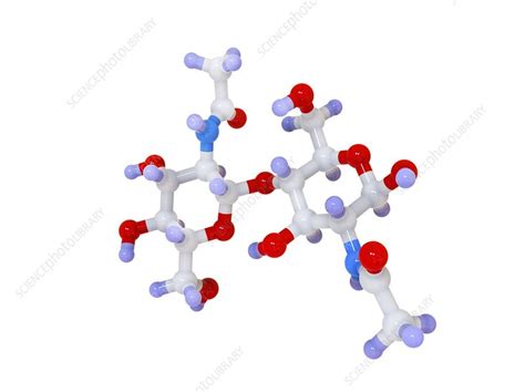 Chitin, molecular model - Stock Image - C016/5795 - Science Photo Library