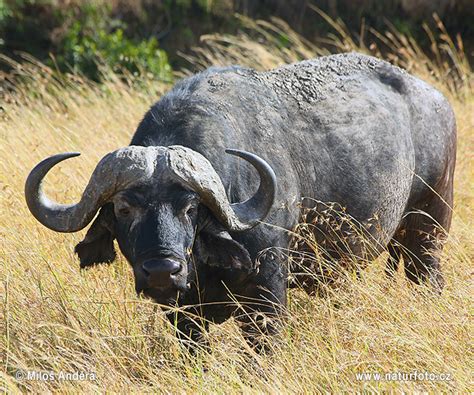 Buffle d'Afrique Photographie