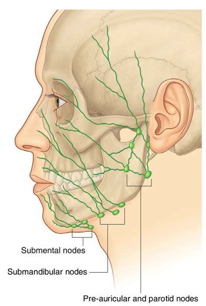 Lymphatic Drainage of the Face – Earth's Lab