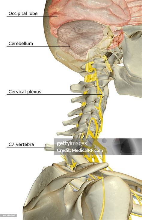 The Nerve Supply Of The Neck High-Res Vector Graphic - Getty Images