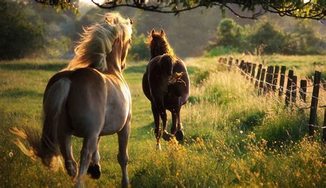 Wild Horses Wallpapers - Top Free Wild Horses Backgrounds - WallpaperAccess