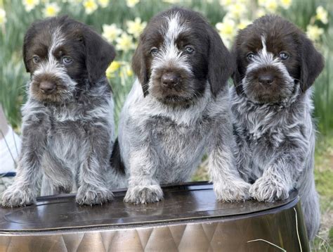 Everything Top Dog: Wirehaired Pointing Griffon