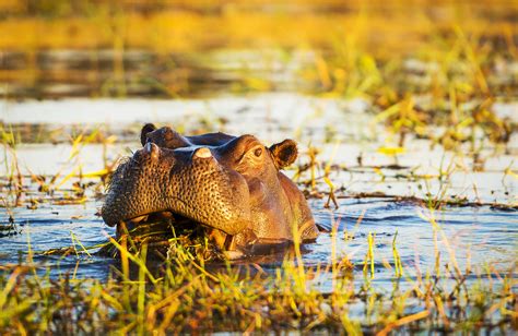 Chobe National Park | Safari in Botswana | KILROY