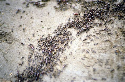 Ant colony optimization algorithms - Wikipedia