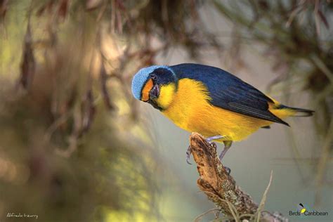 The Caribbean has Two New Bird Species . . Sadly, They May Both be Extinct – BirdsCaribbean