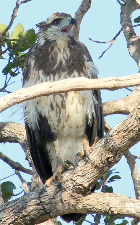 Immature Solitary Crowned Eagle by Eli Isakov at Baia das Pedras April 2014