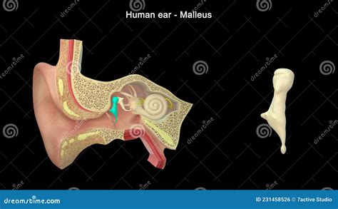 What is the Main Function of Malleus Stock Illustration - Illustration ...