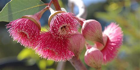 Local Native Plants – Native Plants Wa