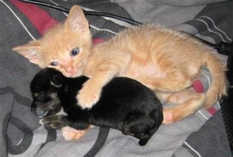 BEAUTIFUL IMAGES: Kitten And Puppy Cuddling