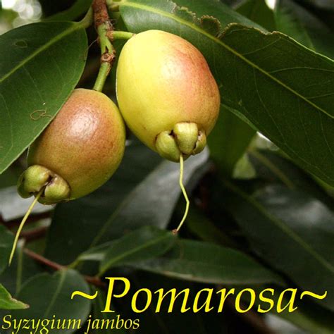 Polynesian Produce Stand : ~POMA ROSA~ SACRED FRUIT TREE Syzygium Jambos ROSE APPLE Large Potd 2 ...