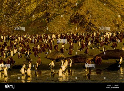 View during the sunrise of King penguins (Aptenodytes patagonicus) on ...