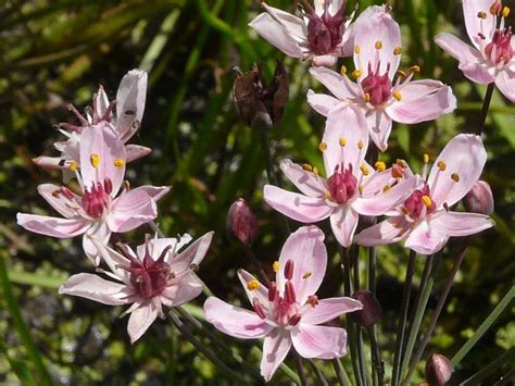 Toronto Wildlife - Flowering-rush Family