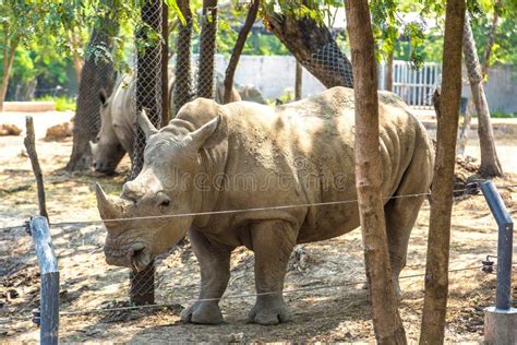 Animals in Zoo in Bangkok stock image. Image of travel - 191119995