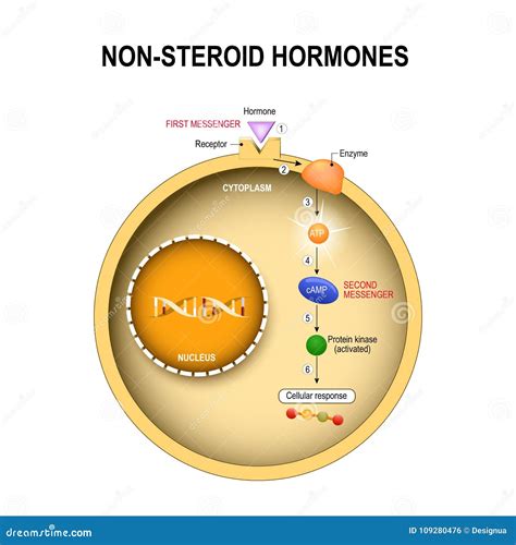 Hormones, Receptors And Target Cells Cartoon Vector | CartoonDealer.com #133252799