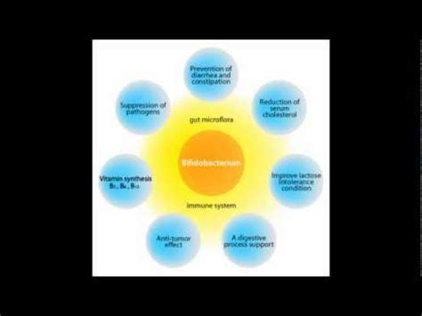 Benefits Of Bifidobacterium Probiotic Supplements - Why You Need Them? - YouTube