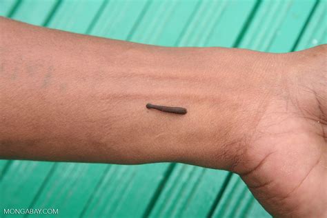 Forest leech on man's wrist (Kalimantan, Borneo - Indonesian Borneo)