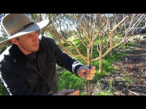 How to Prune Your Apricot Tree for Optimal Growth - HayFarmGuy