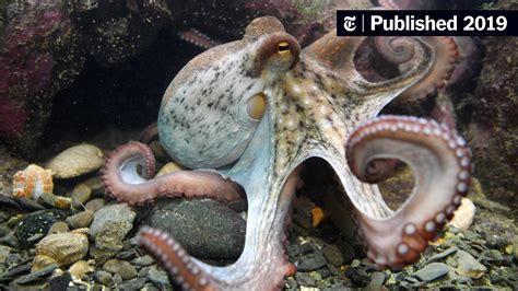 For Cephalopod Week, Dive Into the World of Octopuses, Squids and More - The New York Times