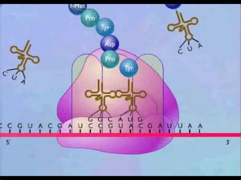 Protein Synthesis Animation Video - YouTube