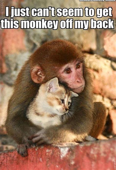 The monkey on my back. | Animals friendship, Cute animals, Cute animal pictures