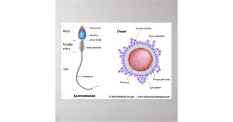 Structure of egg and sperm poster | Zazzle