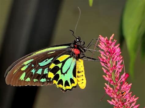 Queen Alexandra’s Birdwing: What Is The Largest Butterfly In The World?