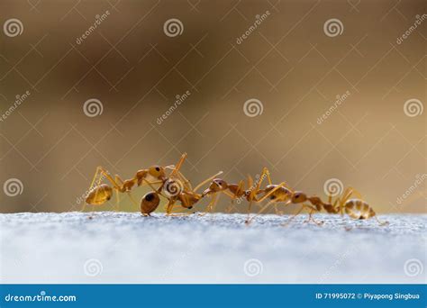 Power Ants Working stock photo. Image of unite, food - 71995072